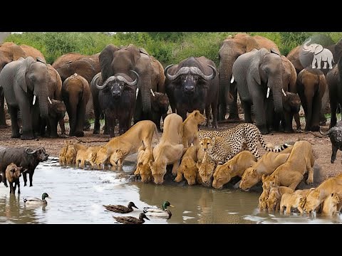 Sabana Salvaje – El Latido de la Vida en la Gran Sabana #animalessalvajes | Llamado Salvaje TV