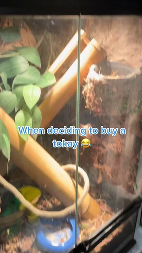 Hilarious Tokay Gecko Bark Compilation