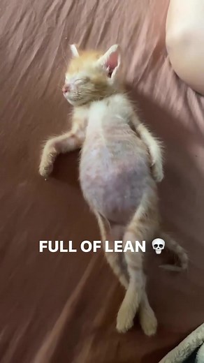 Baby cat big ahh stomach #meme #funny #foryou #fyp #babycat #catsoftiktok