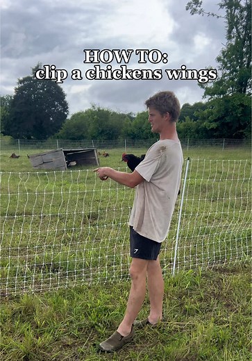 Clipping Chickens' Wings for Better Poultry Management