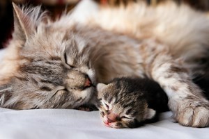 How Long Does a Cat Stay Pregnant?