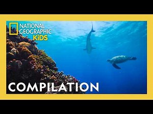 World Ocean Adventures! 🌊🪸 | 2 Hours | Full Episode Compilation | ‪@natgeokids‬