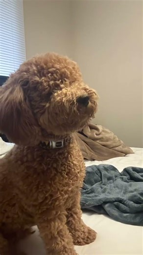 Leo has a different personality in every clip 😂🐾 #goldendoodle #minigoldendoodle #cutedogs