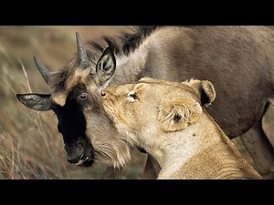 Lion eating Buffalo and Wildebeest testicles alive
