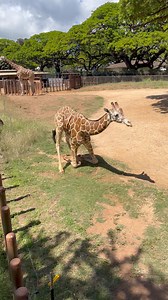 Get up and come to the Honolulu Zoo for #worldgiraffeday on this beautiful Aloha Friday! 🤙🏼🌈🦒 Here is what you can expect as we celebrate the world’s tallest mammal: · Activity stations with coloring and a volunteer education table from 11 am-3 pm · Keeper chats at 11:30 am, 1:15 pm, and 2:00 pm · Drawing for a giraffe experience at 11:30 am & 2:00 pm (limit ten people per timed experience) So come down to the Honolulu Zoo giraffe habitat and learn about this amazing species on #worldgiraffe