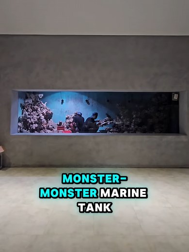 RESCAPING MONSTER MARINE TANK 20 TON! Yes, kamu gak salah denger—20 TON AIR, bro! 😱 Ini bukan tank biasa, ini laut versi indoor yang penuh tantangan, tenaga, dan pastinya... keindahan luar biasa! 🌊✨ Mulai dari mindahin batu segede gaban, nyusun ulang struktur rock, sampai setting pencahayaan biar coral dan ikan-ikannya makin wow 😍🔥 🎬 Saksikan transformasi gokilnya di Channel Java Pet & Company Dan buat yang punya mimpi bikin tank marine monster kayak gini... kita bisa bantu wujudkan! #Marin