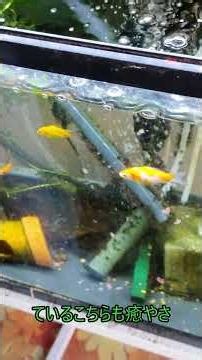 金魚稚魚水槽の水は一週間で減るので水替えをします