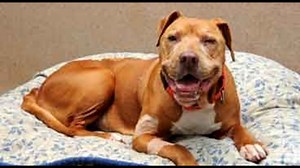 Coco: Mellow companion needs loving home