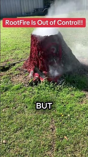 Why People Are Setting Tree Stumps On Fire