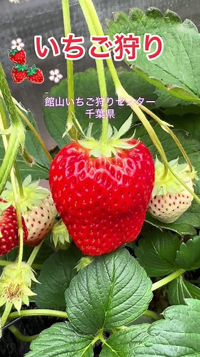 千葉県のいちご狩り体験