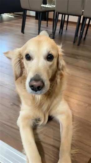 うちのビジュアル担当