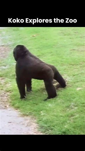 At age two, Koko was in a key stage of growth. Her mutual observation with the wildebeest, playful sprint, and confident leap show how young gorillas, like children, learn through movement and exploration. | Koko & The Gorilla Foundation