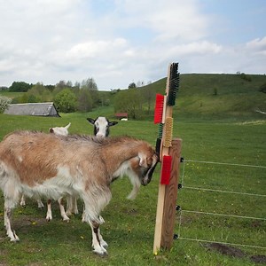 Farm Animals Will Love This! | Bored Panda Art