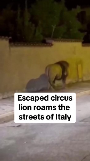 LION ON THE LOOSE: For several hours on Saturday, an escaped circus lion roamed loose in an Italian seaside town. #italy #lion #animals