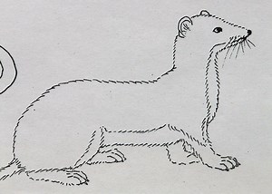 Armiño | Características, hábitat, alimentación, reproducción | Animal