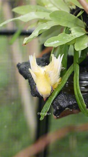 gould amadine betina mandi