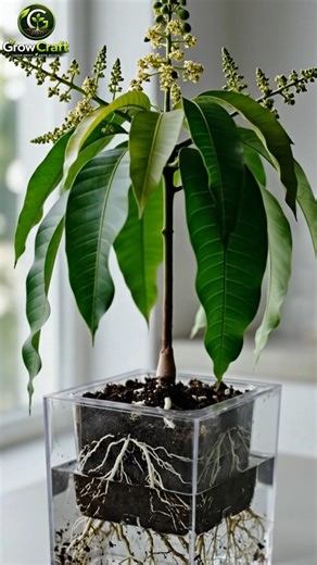 🥭 Amazing Mango Tree Root Growth in Transparent Pot 🌱✨