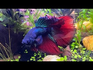 Such a beautiful fish ❤️ dragon scale half moon betta .