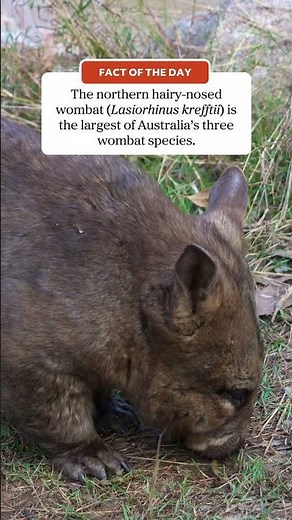 Learn all about the northern hairy-nosed wombat 💕