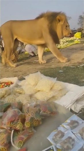 11 फ़रवरी 2026