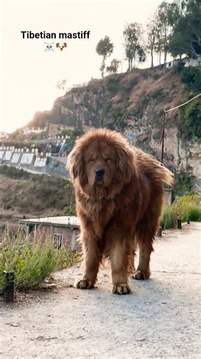 Biggest dog breed in India ☠️🐶💯#pets#bigdog#viralvideo
