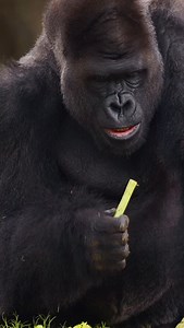 My, Elmo, what big teeth you have! 😉🦍 | Fort Worth Zoo