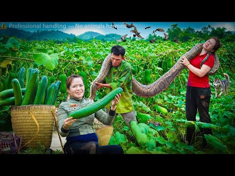 72 Hours on high alert: Giant python creeps up behind… Giant Python Encounter in the Pigsty