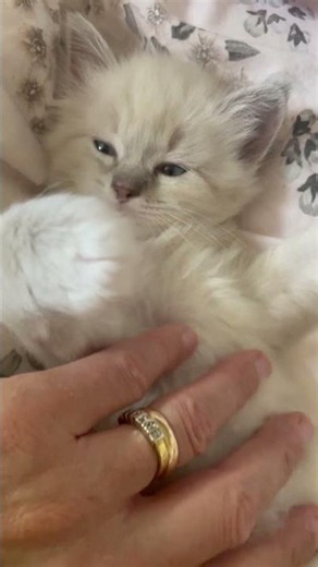 Sleepy Ragdoll kitten “Bluebell”