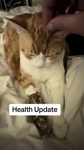 We were at the Vet with Peaches a lot this week. I am very sad to report that his kidneys are not doing well. Please be assured we are doing what we can to help him. We will likely not be back at the pool any time soon. #peachesthepurrmaid