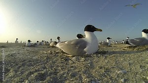 Mass hatching of eggs by seagulls in nests on ground. Seagull protects and warms eggs in nest while waiting for chicks to hatch. Continuation of bird population in wild of animal world.