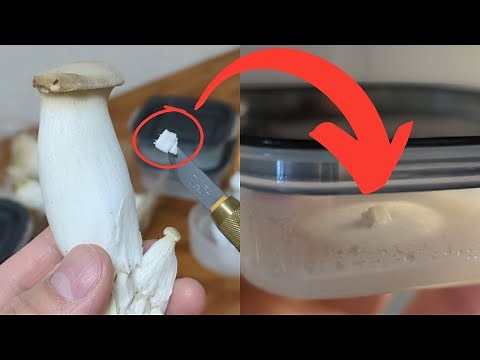 How to Cultivate Mycelium from Store-Bought Mushrooms (Tissue Culture)