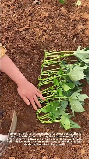 Planting Sweet Potato Slips Flat ✨ #farming