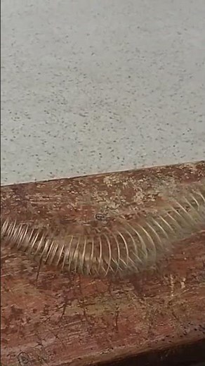 Demonstration Of Longitudinal Wave and Transverse Wave through Slinky 😍