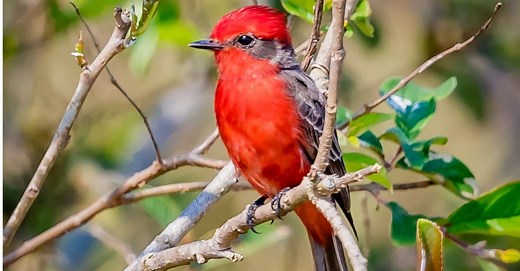 15 Red Birds in Texas