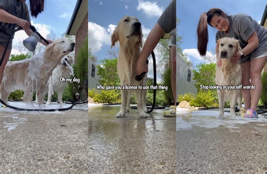Giving My 3 Golden Retrievers A Bath | Charlie The Golden