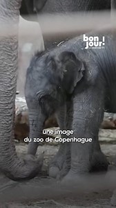 47K views · 315 reactions |  Un éléphant d'Asie est né en captivité...