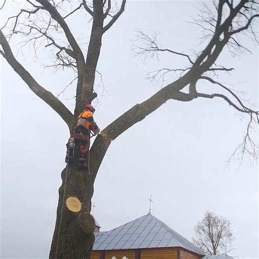 How Wood Slabs Are Made | DIY & Crafts