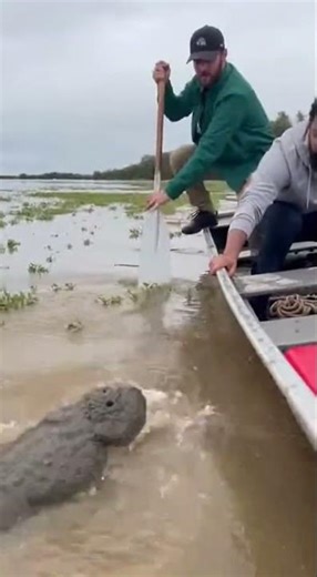 Two Crocodiles Surge Up—One Grabs Her Ankle