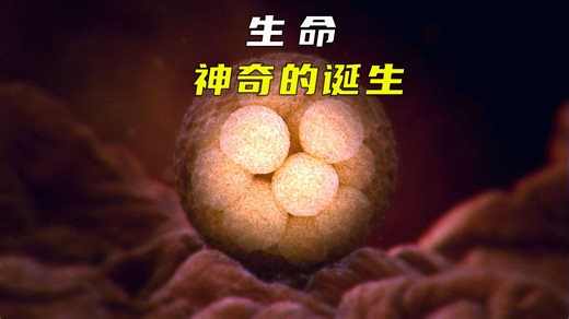 生命伟大而神奇，一个视频带你了解，人类如何从细胞再到生命诞生