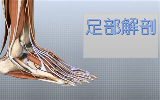 足部解剖3D教程（双语字幕）