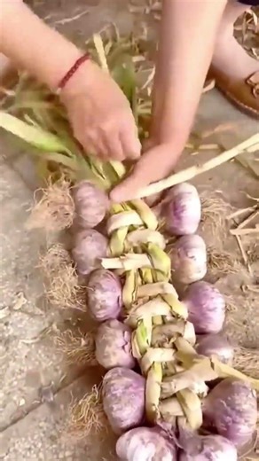 Garlic Braiding Process For Storing