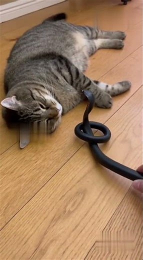 “Cat Wakes Up TERRIFIED After Fake Snake Prank 😂🐍🐱”