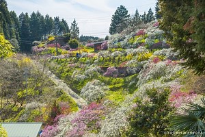 Weeping Peach Blossoms in Toyota | Japan‘s Local Treasures | Travel Japan （JNTO）