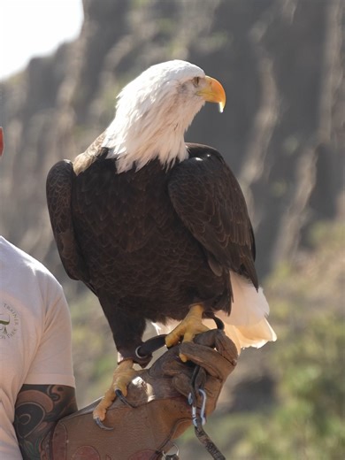 ¿Y si hoy eliges un plan diferente, rodeado de paisajes únicos? 🦜 En Palmitos Park cada visita se convierte en una experiencia especial: naturaleza, curiosidad y momentos para compartir mientras descubres la diversidad del mundo animal. ⏰ Horario: de 10:00h a 18:00h ------ What if today you choose a different kind of plan, surrounded by unique landscapes? 🦜 At Palmitos Park, every visit becomes a special experience: nature, curiosity and moments to share while discovering the diversity of the 