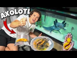 AXOLOTL SHOPPING SPREE For My AQUARIUM + FISH!