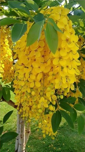 Beautiful Amaltas flowers blooming ☀️☀️🌿🌲🪴🌴🦋🌱🍁🌼#flowers