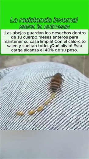 La resistencia invernal salva la colmena