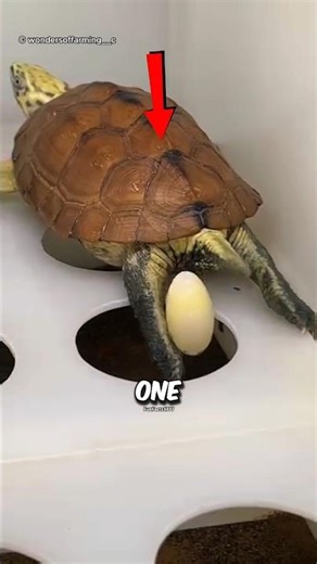 How Did He Save a Broken Turtle Egg 🐢🥚