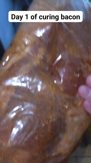 Pork belly seasoned with brown sugar, salt snd bbq seasoning place in bag and put innfridge to cure for 7 days turning everyday #fypシ゚viralシfypシ゚ #fypシ゚viralシ #fypviralシ #fypageシ #fypシ #porkbelly #recipeoftheday #bacon #baconmakesitbetter #curing #homemade #homemadefood #HomeMadeGoodness #meat #makinbacon | Brittney Baker