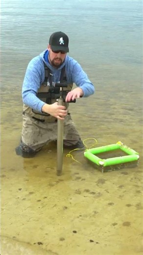 Harvesting Ghost Shrimp Secret #fishing #ghostshrimp #surffishing